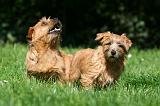 NORFOLK TERRIER 041
